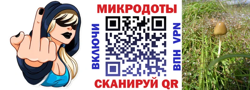 Псилоцибиновые грибы Psilocybine cubensis  Тайшет 